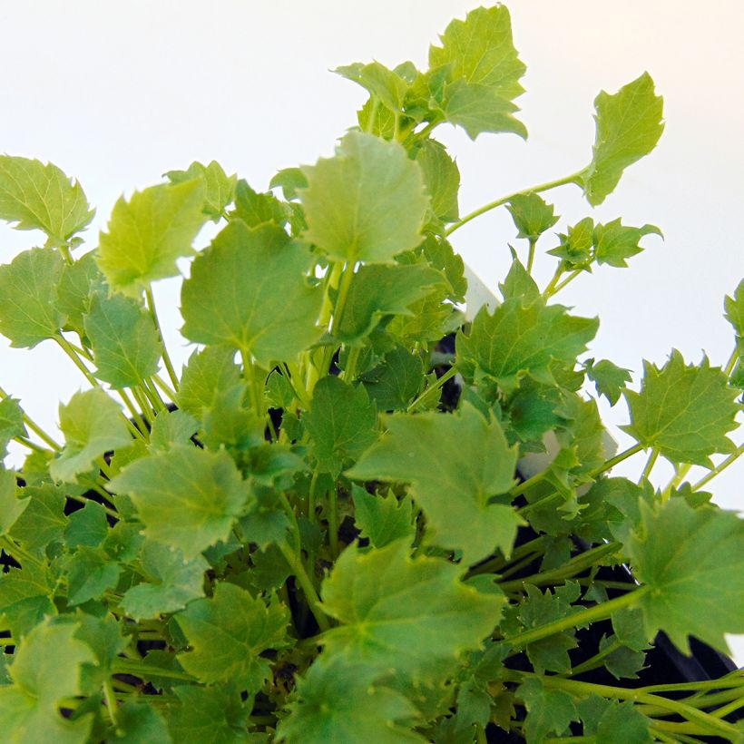 Campanula garganica - Sternpolster-Glockenblume (Foliage)