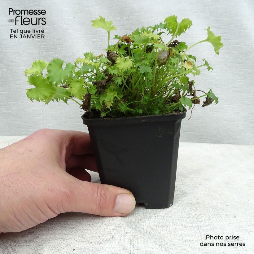 Exemplar von Campanula garganica - Sternpolster-Glockenblume Kleine Töpfe von 8/9 cm wie im Winter geliefert