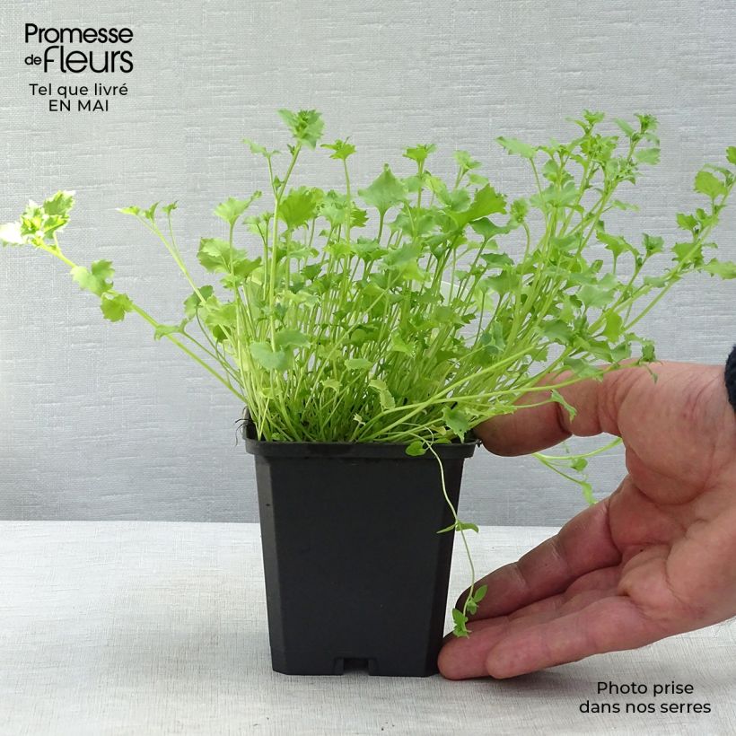 Exemplar von Campanula garganica - Sternpolster-Glockenblume Kleine Töpfe von 8/9 cm wie im Frühjahr geliefert