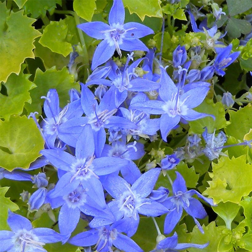 Campanula garganica Dickson s Gold - Sternpolster-Glockenblume (Flowering)