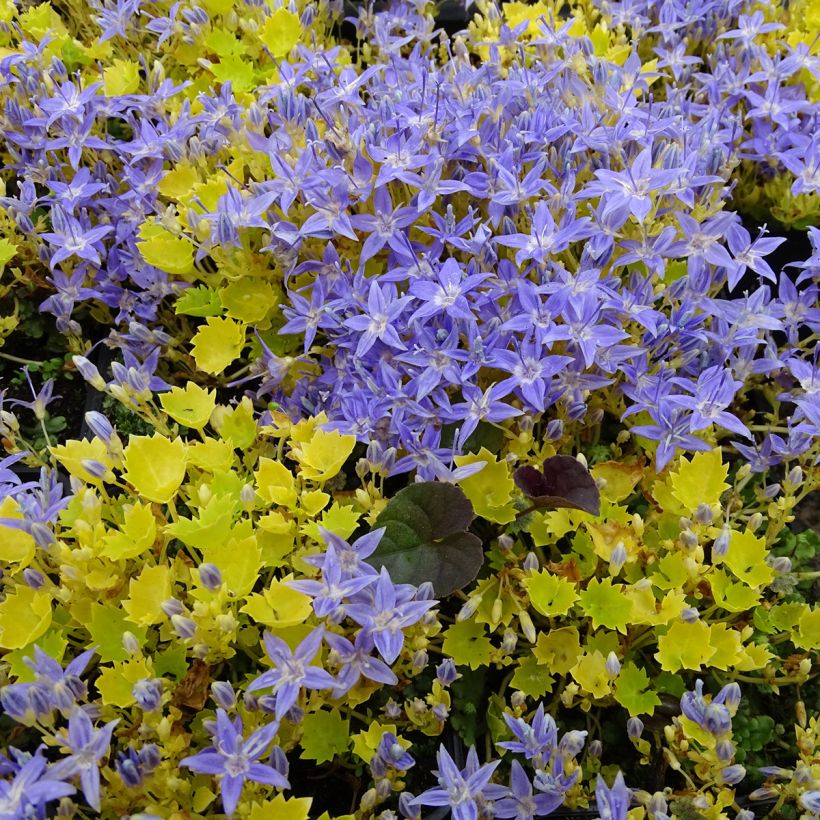 Campanula garganica Dickson s Gold - Sternpolster-Glockenblume (Plant habit)