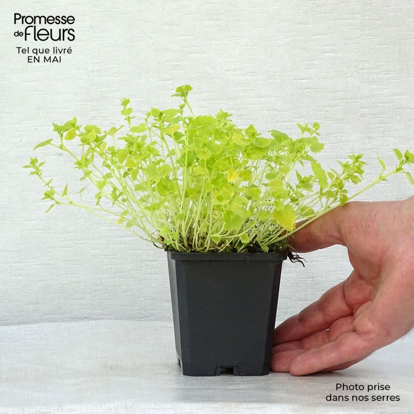 Exemplar von Campanula garganica Dickson s Gold - Sternpolster-Glockenblume Kleine Töpfe von 8/9 cm wie im Frühjahr geliefert