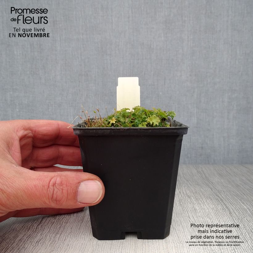 Example of Campanula garganica - Sternpolster-Glockenblume Kleine Töpfe von 8/9 cm as you get in automne