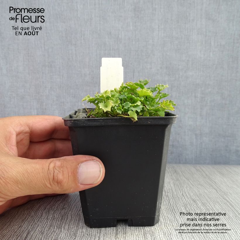Exemplar von Campanula garganica - Sternpolster-Glockenblume Kleine Töpfe von 8/9 cm wie im Sommer geliefert