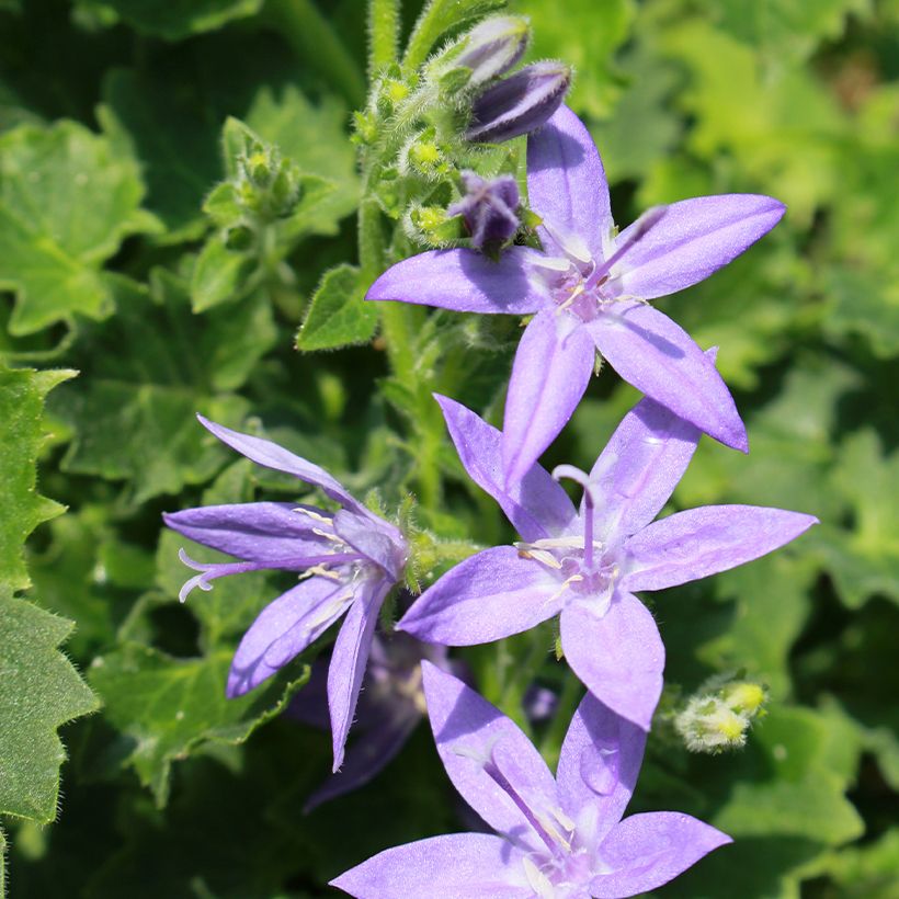 Campanula garganica - Sternpolster-Glockenblume (Flowering)