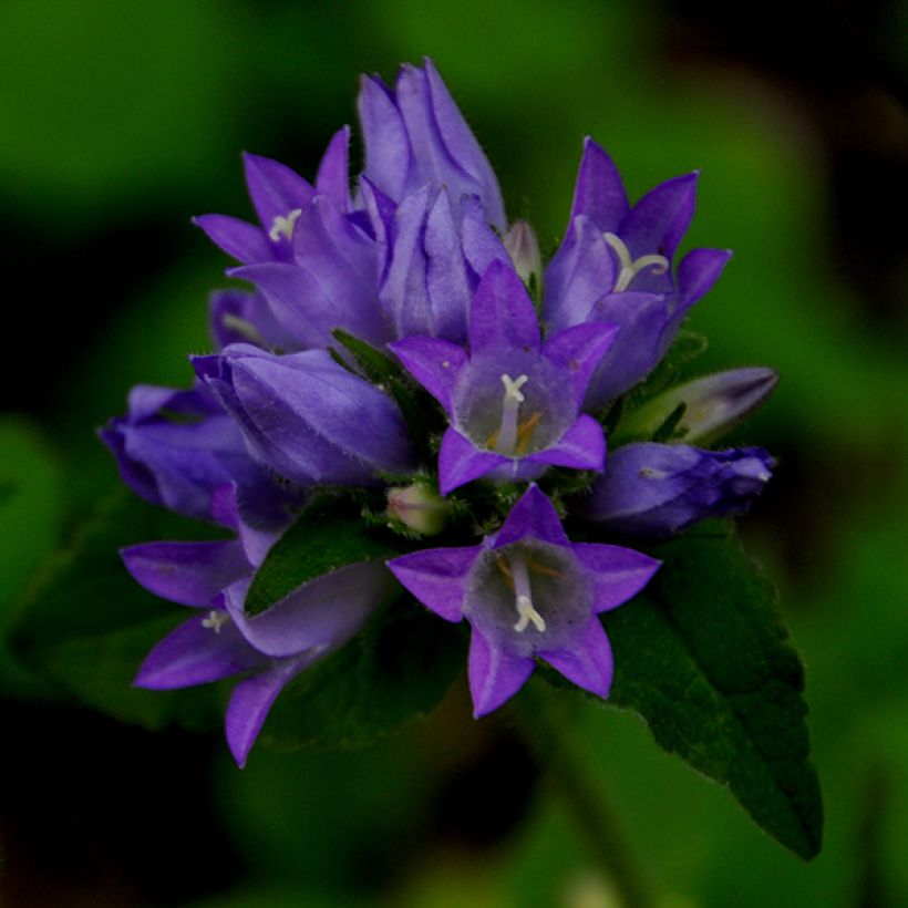 Campanula glomerata var. acaulis - Knäuel-Glockenblume (Flowering)