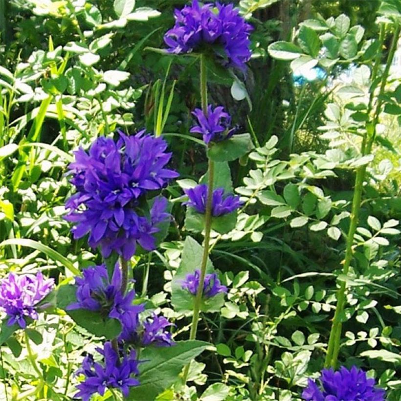 Campanula glomerata var. acaulis - Knäuel-Glockenblume (Plant habit)