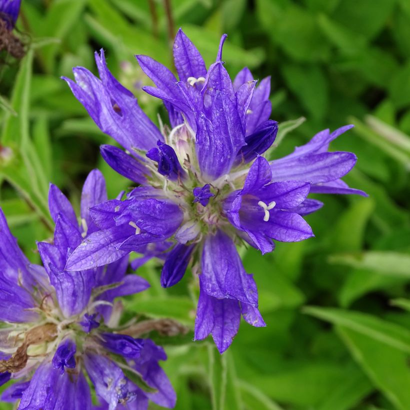 Campanula glomerata Genti Twisterbell - Knäuel-Glockenblume (Flowering)