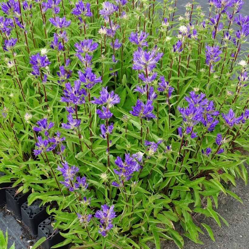 Campanula glomerata Genti Twisterbell - Knäuel-Glockenblume (Plant habit)