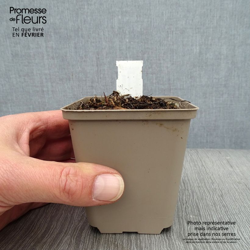 Exemplar von Campanula glomerata Genti Twisterbell - Knäuel-Glockenblume Kleine Töpfe von 8/9 cm wie im Winter geliefert