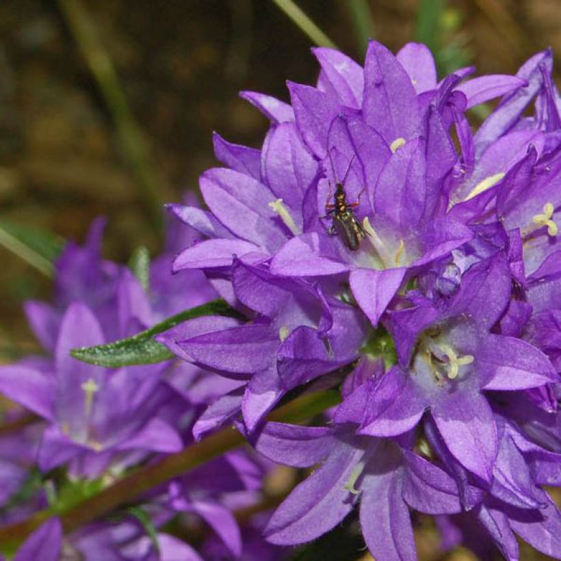Campanula glomerata Superba - Knäuel-Glockenblume (Flowering)