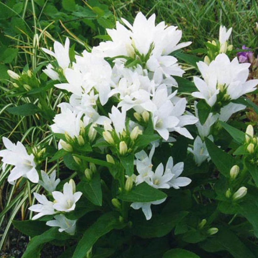 Campanula glomerata Alba - Knäuel-Glockenblume (Plant habit)