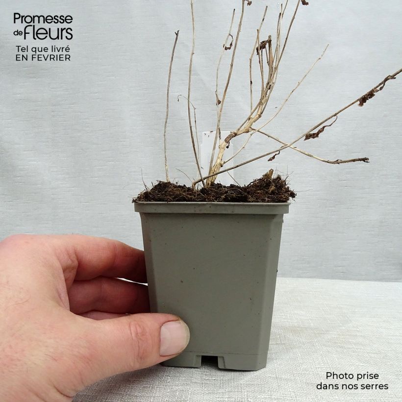 Exemplar von Dolden-Glockenblume Alba - Campanula lactiflora Kleine Töpfe von 8/9 cm wie im Winter geliefert