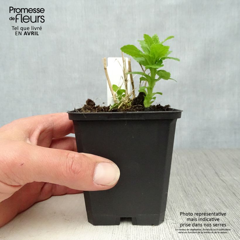 Exemplar von Dolden-Glockenblume Alba - Campanula lactiflora Kleine Töpfe von 8/9 cm wie im Frühjahr geliefert