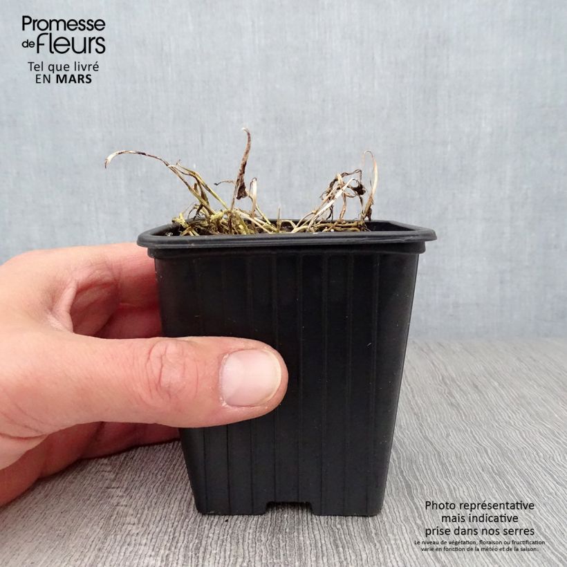 Exemplar von Dolden-Glockenblume Pouffe - Campanula lactiflora Kleine Töpfe von 7/8 cm wie im Frühjahr geliefert