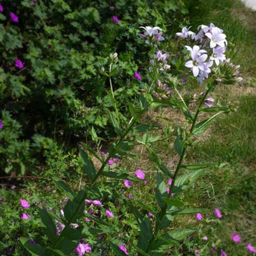 Dolden-Glockenblume Loddon Anne - Campanula lactiflora (Plant habit)