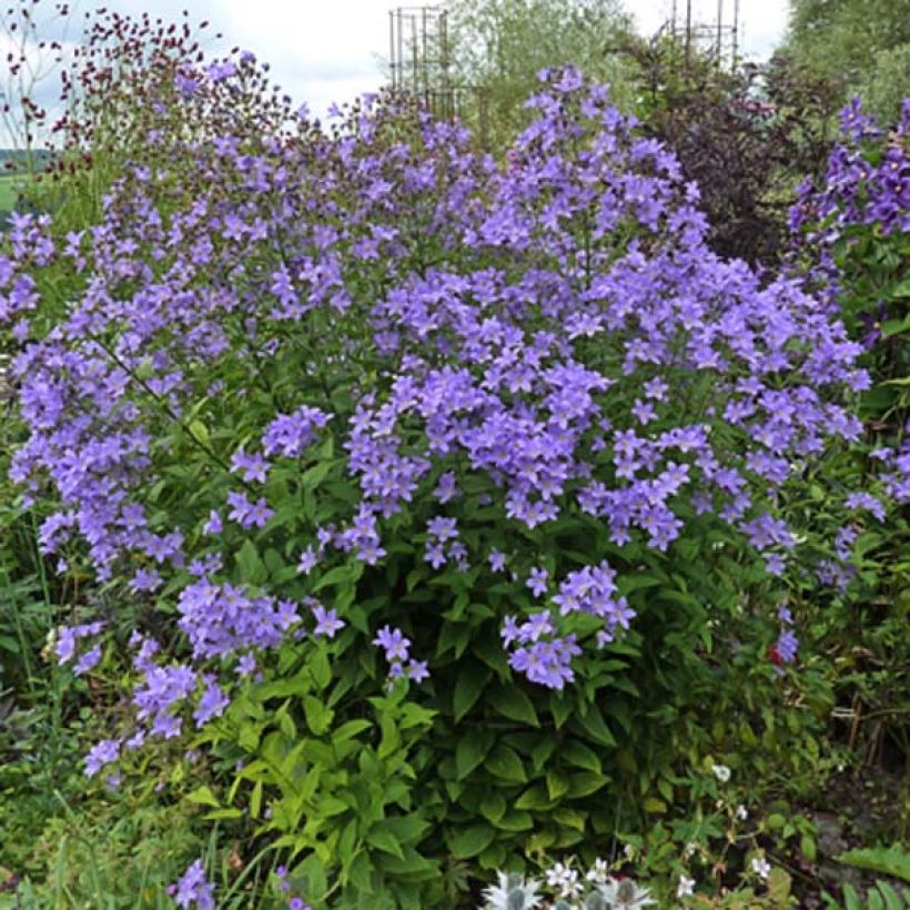 Dolden-Glockenblume Prichard s variety - Campanula lactiflora (Plant habit)