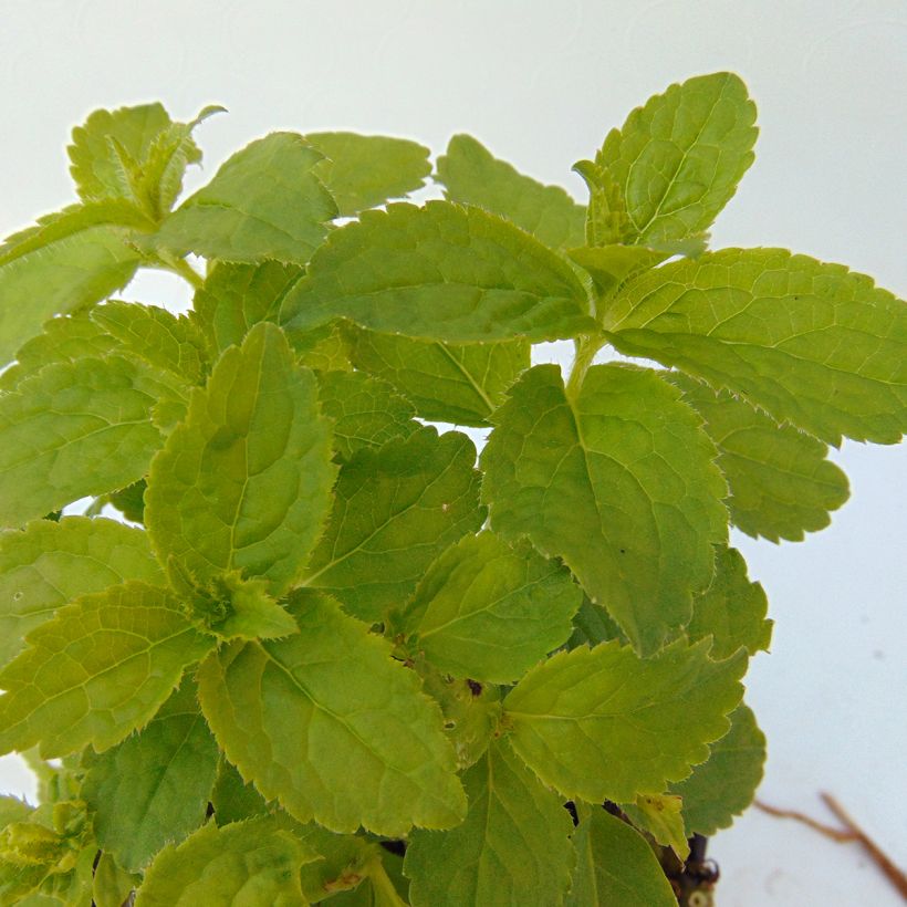 Dolden-Glockenblume White Pouffe - Campanula lactiflora (Foliage)