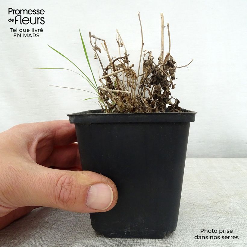 Exemplar von Dolden-Glockenblume White Pouffe - Campanula lactiflora Kleine Töpfe von 8/9 cm wie im Frühjahr geliefert