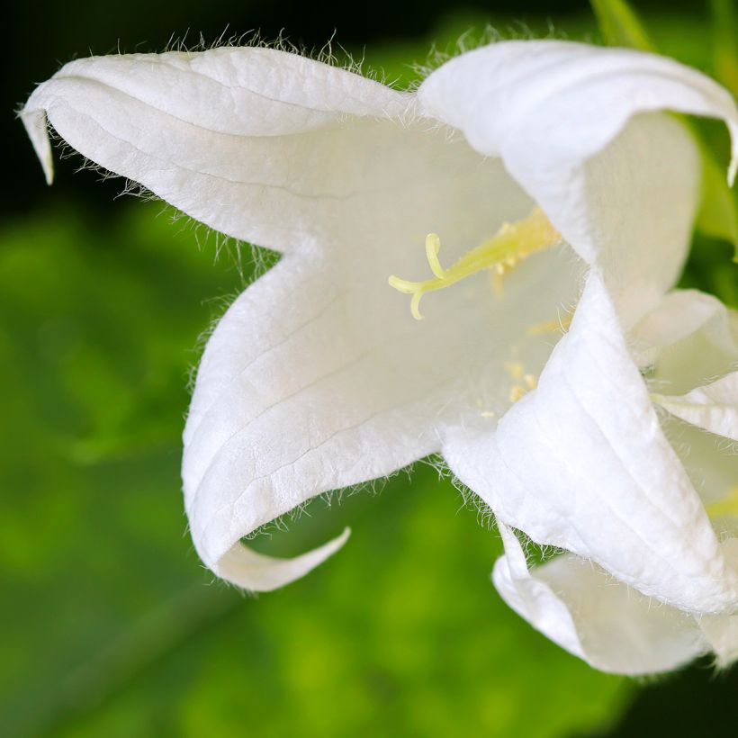 Dolden-Glockenblume White Pouffe - Campanula lactiflora (Flowering)