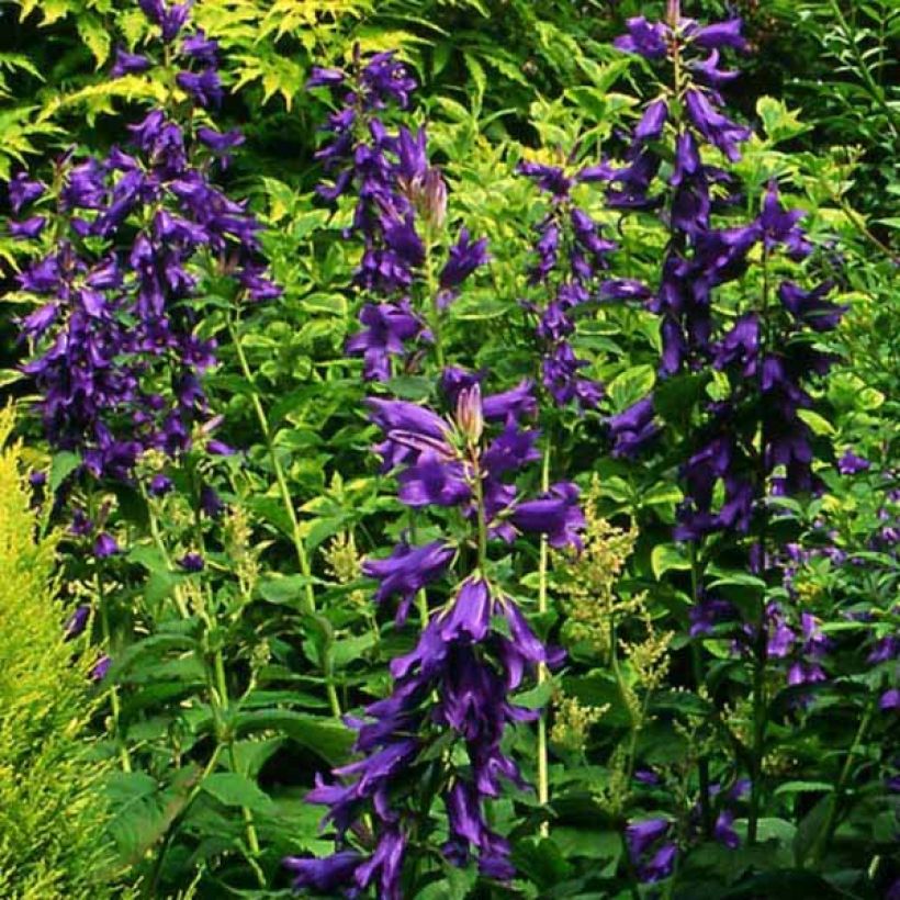 Campanula latifolia var. macrantha - Breitblättrige Glockenblume (Plant habit)