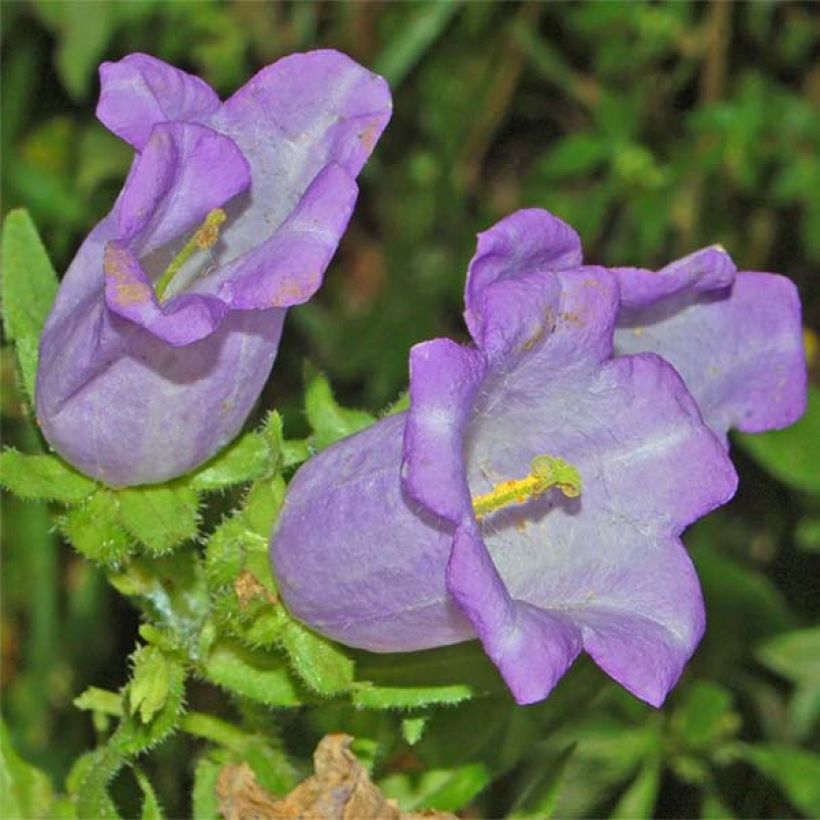 Marien-Glockenblume Blau - Campanula medium (Flowering)