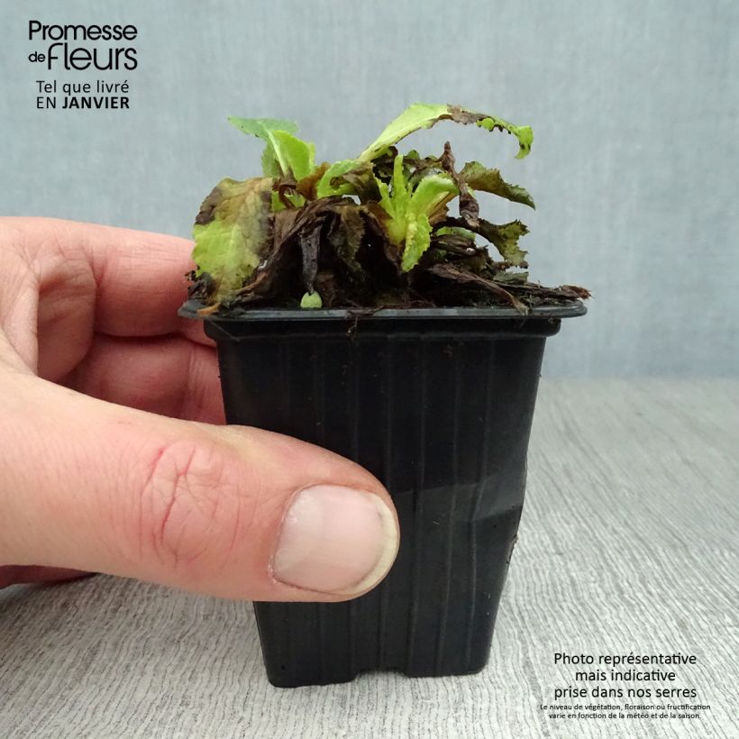 Exemplar von Marien-Glockenblume Blau - Campanula medium Kleine Töpfe von 7/8 cm wie im Winter geliefert