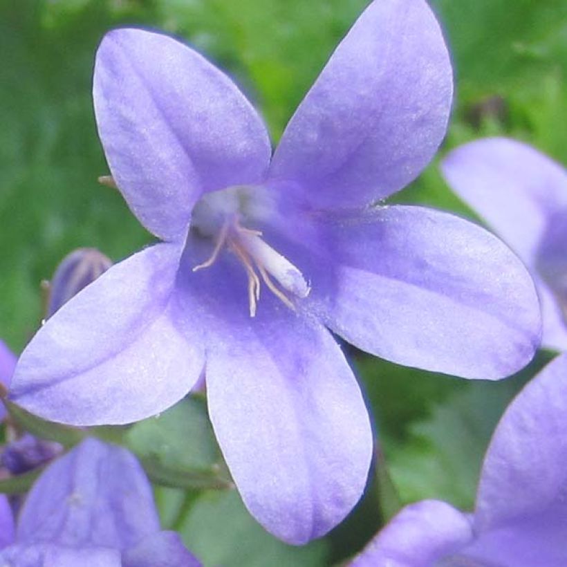 Dalmatiner Glockenblume - Campanula portenschlagiana (Flowering)