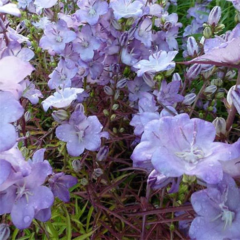 Pfirsichblättrige Glockenblume Hidcote Amethyst - Campanula persicifolia (Flowering)