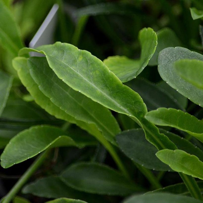Pfirsichblättrige Glockenblume La Belle - Campanula persicifolia (Foliage)