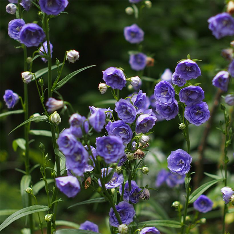 Pfirsichblättrige Glockenblume La Belle - Campanula persicifolia (Flowering)