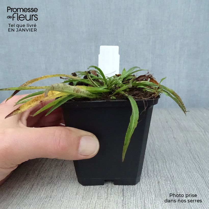 Exemplar von Pfirsichblättrige Glockenblume La Bello - Campanula persicifolia Kleine Töpfe von 8/9 cm wie im Winter geliefert