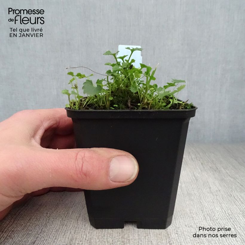 Exemplar von Campanula poscharskyana Resholt Variety - Hängepolster-Glockenblume Kleine Töpfe von 8/9 cm wie im Winter geliefert