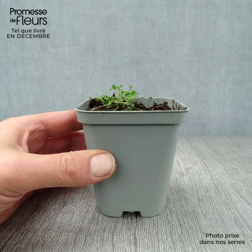 Exemplar von Campanula poscharskyana E.H. Frost - Hängepolster-Glockenblume Kleine Töpfe von 8/9 cm wie im Winter geliefert