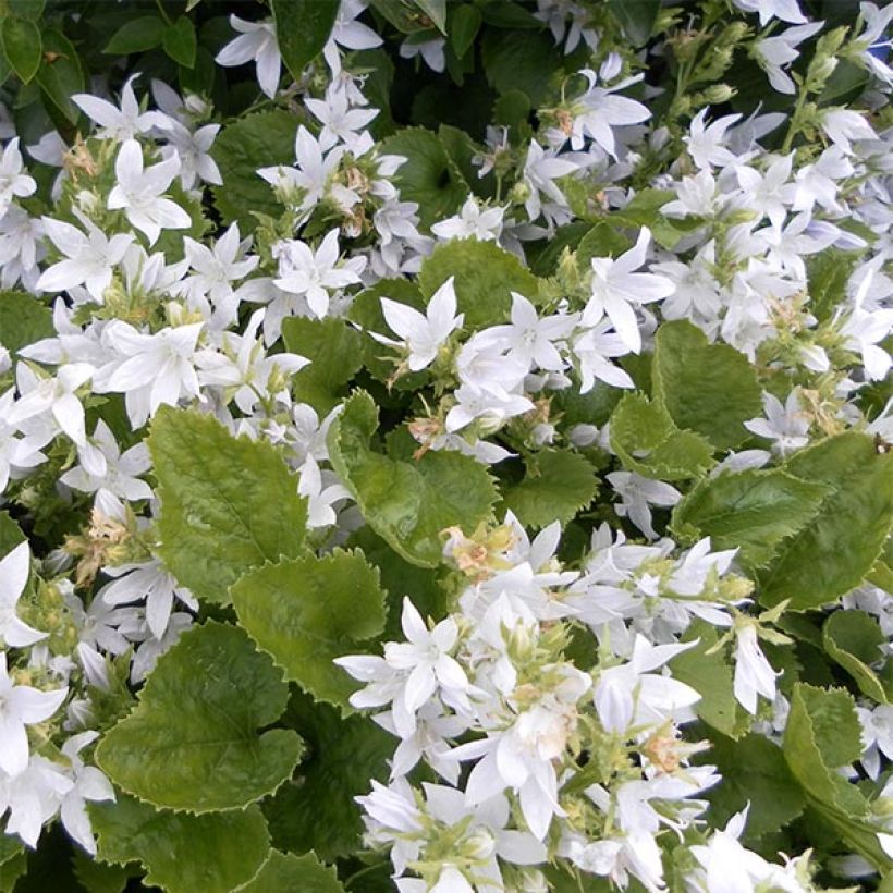Campanula poscharskyana E.H. Frost - Hängepolster-Glockenblume (Flowering)