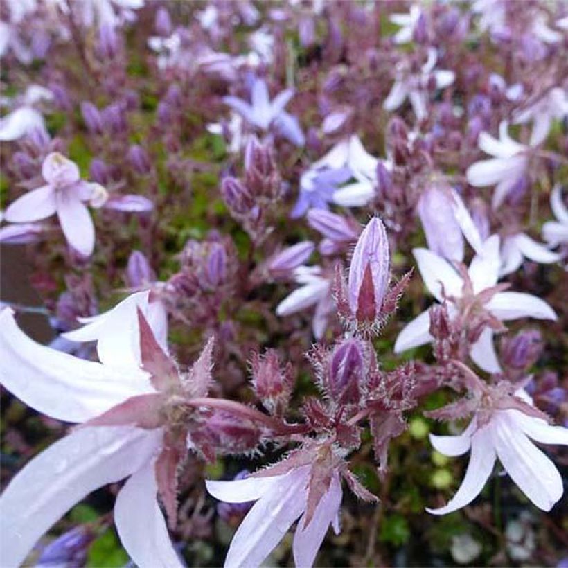 Campanula poscharskyana Lisduggan Variety - Hängepolster-Glockenblume (Flowering)