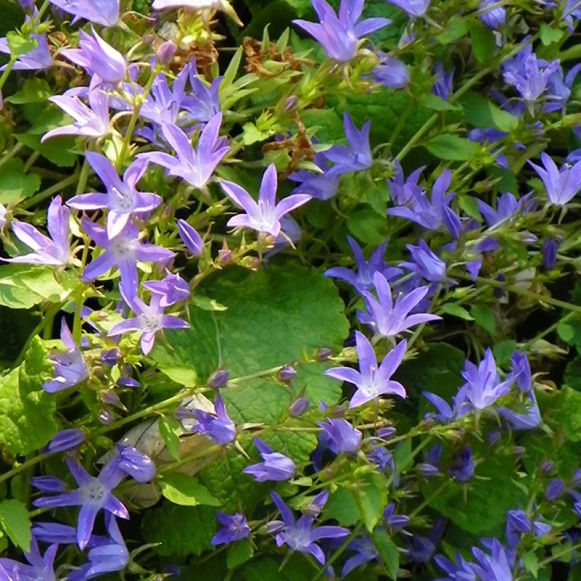 Campanula poscharskyana Stella - Hängepolster-Glockenblume (Flowering)