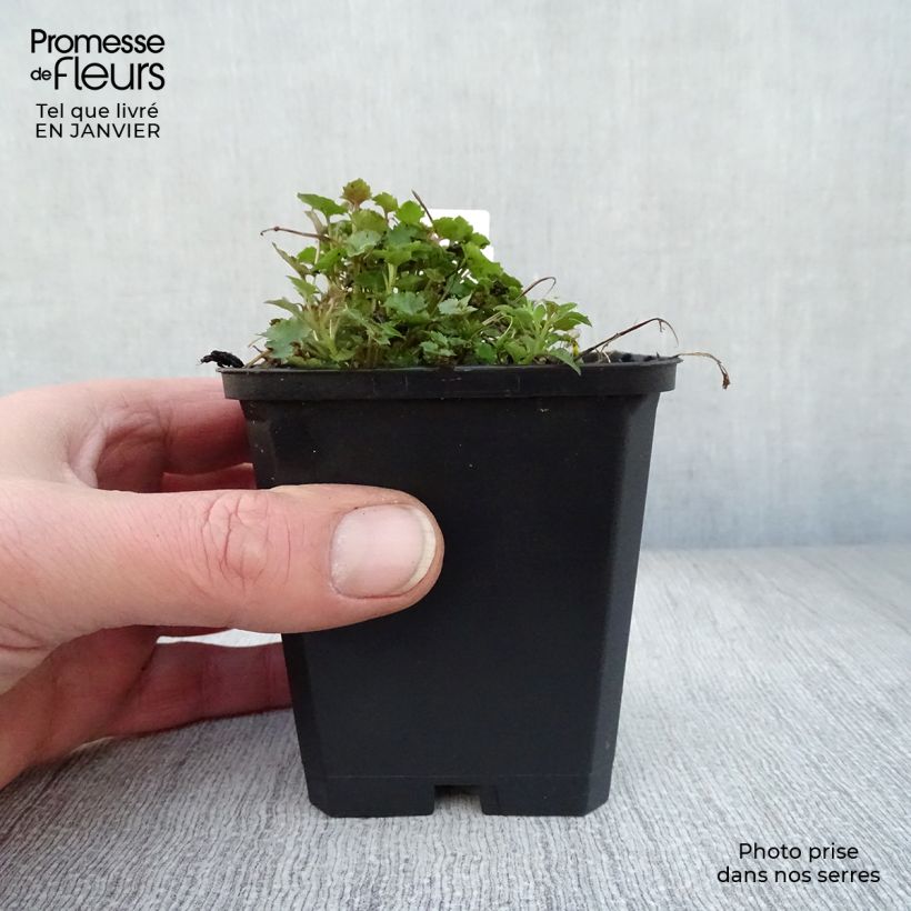 Exemplar von Campanula poscharskyana Stella - Hängepolster-Glockenblume Kleine Töpfe von 8/9 cm wie im Winter geliefert