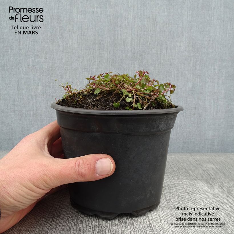 Exemplar von Campanula poscharskyana Stella - Hängepolster-Glockenblume Topf mit 2L/3L wie im Winter geliefert