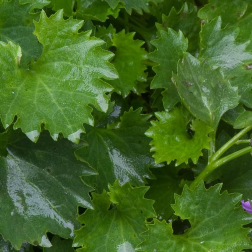 Campanula poscharskyana - Hängepolster-Glockenblume (Foliage)