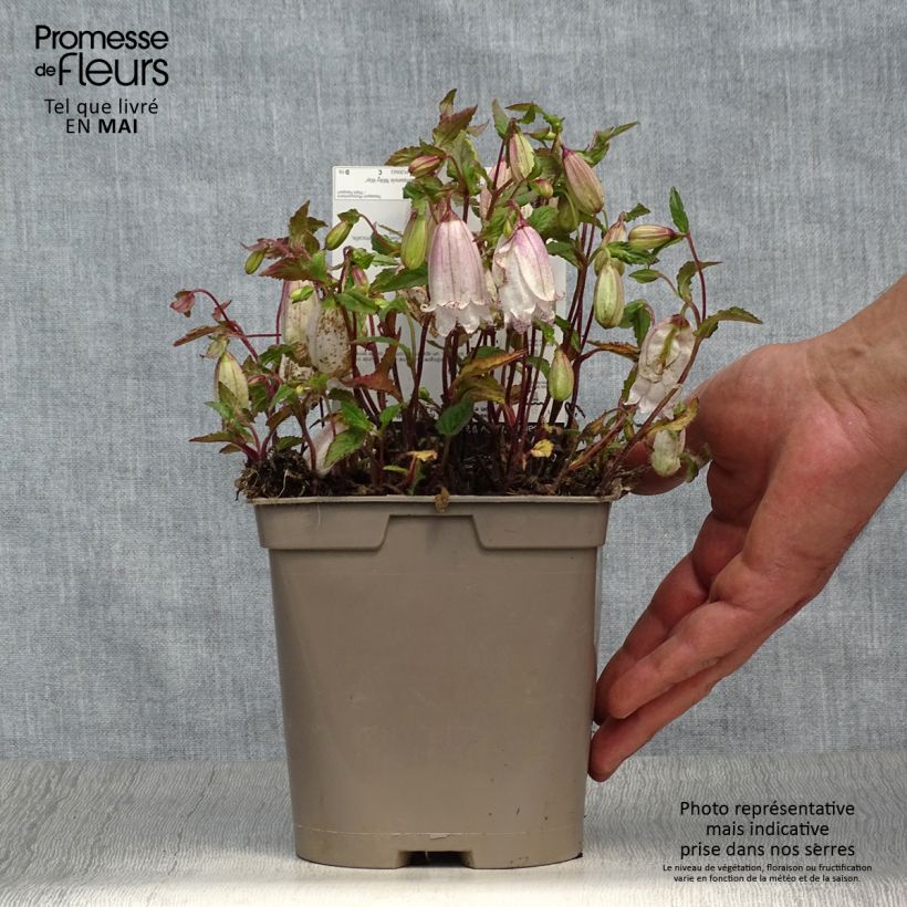 Example of Campanula punctata Milky Way - Pyramiden-Glockenblume Topf mit 2L/3L as you get in printemps