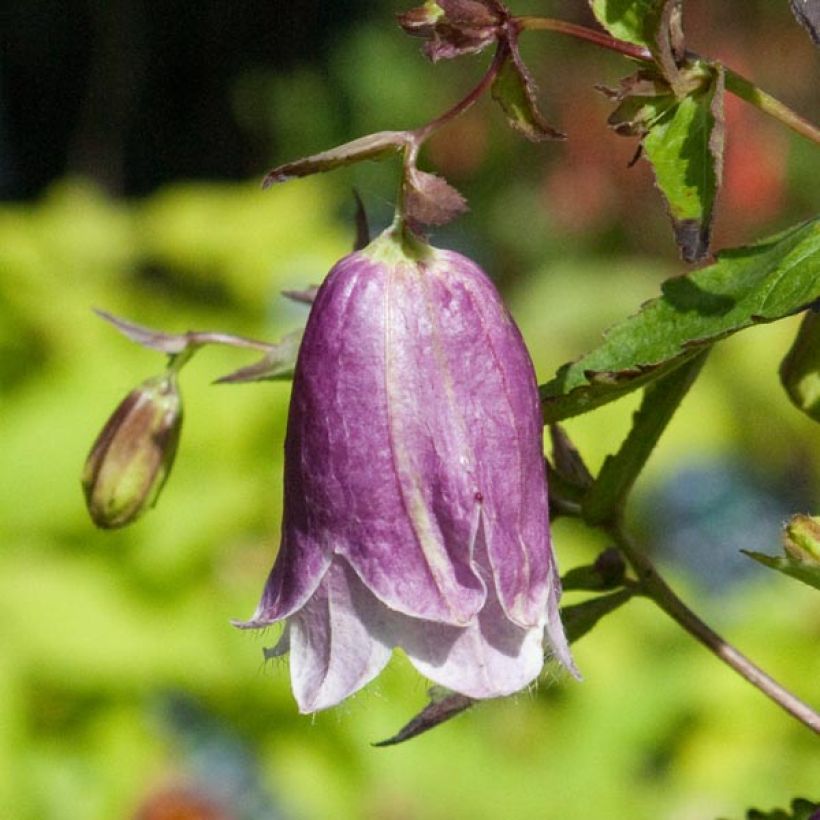 Campanula punctata Pantaloons - Gepunktete Glockenblume (Flowering)