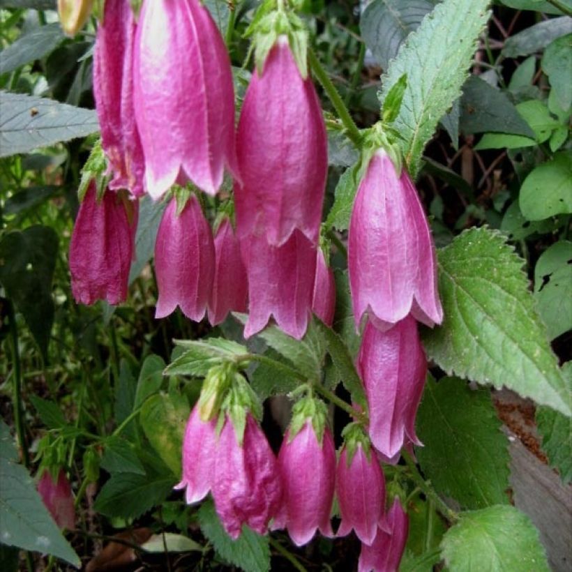 Campanula punctata Rubriflora - Pyramiden-Glockenblume (Flowering)