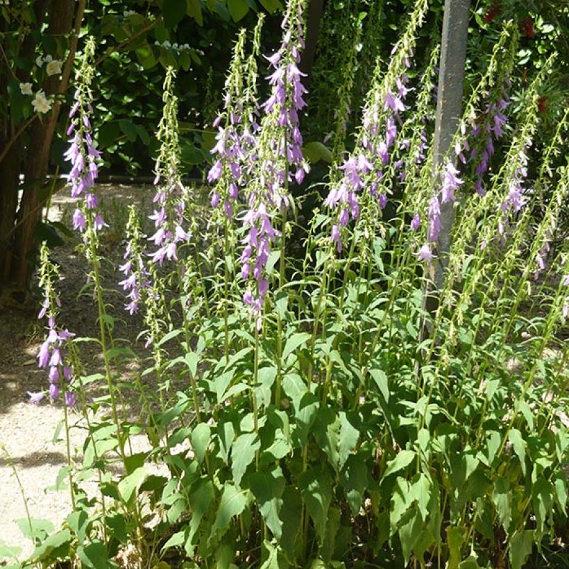 Campanula rapunculoides - Acker-Glockenblume (Plant habit)