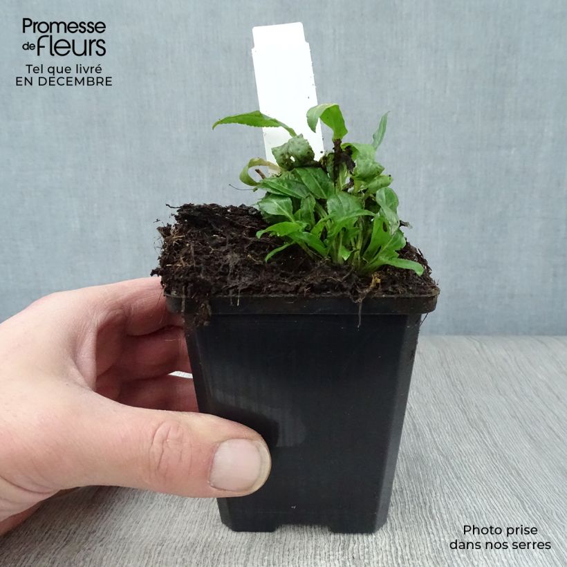 Exemplar von Campanula rapunculoides - Acker-Glockenblume Kleine Töpfe von 8/9 cm wie im Winter geliefert