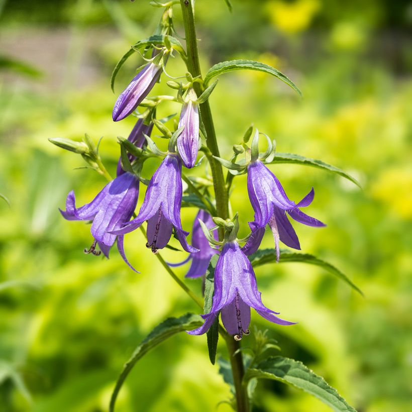 Campanula rapunculoides - Acker-Glockenblume (Flowering)