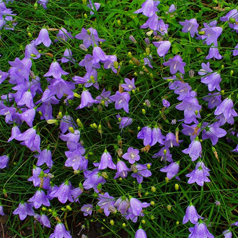 Campanula rotundifolia - Rundblättrige Glockenblume (Flowering)