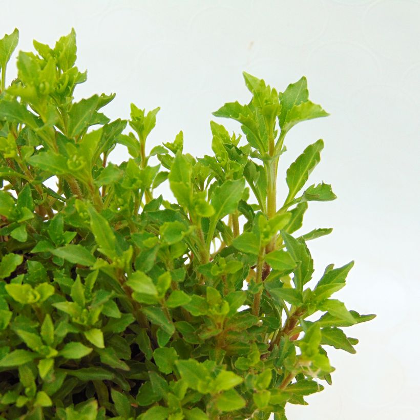 Campanula rotundifolia - Rundblättrige Glockenblume (Foliage)