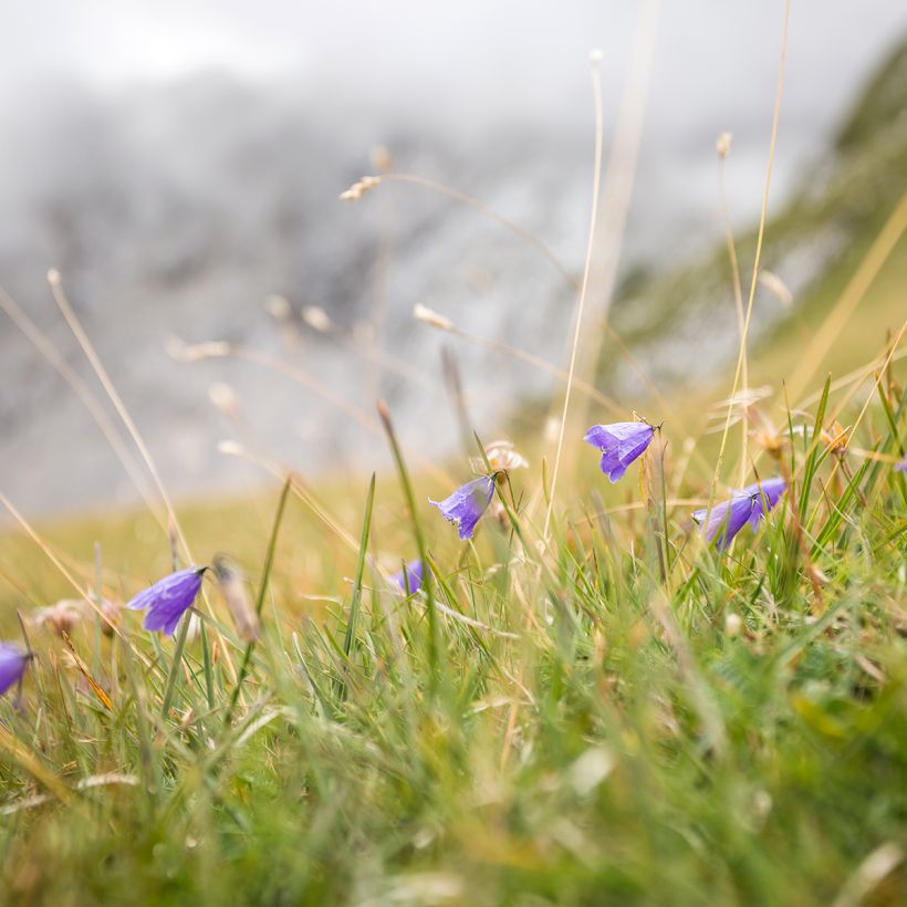 Campanula rotundifolia - Rundblättrige Glockenblume (Plant habit)