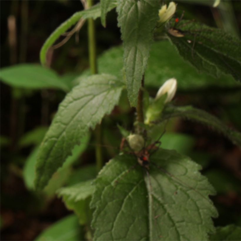 Campanula trachelium - Nesselblättrige Glockenblume (Foliage)